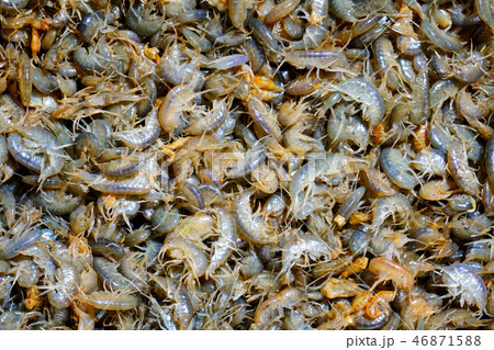 Many multicolored live crustaceans - scuds as background Many multicolored live crustaceans - scuds as background 46871588