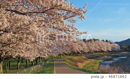 桜並木～亀岡運動公園～ 46871662