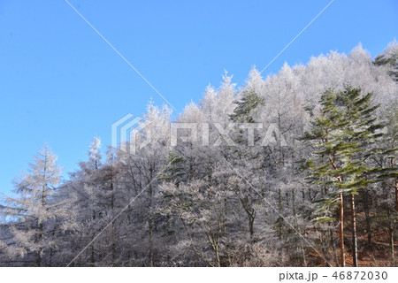 霧氷の花咲くカラ松林 霧氷の花咲くカラ松林 46872030