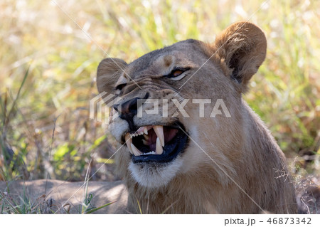 lion without mane Botswana Africa safari wildlife lion without mane Botswana Africa safari wildlife 46873342