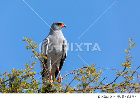 Pale chanting goshawk, Namibia Africa wildlife Pale chanting goshawk, Namibia Africa wildlife 46873347