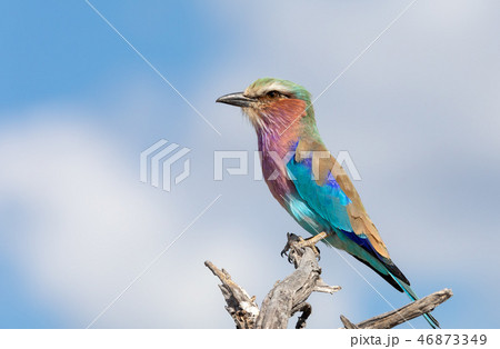 Lilac-brested roller, africa safari wildlife Lilac-brested roller, africa safari wildlife 46873349