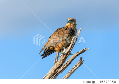 tawny eagle Botswana Africa safari wildlife tawny eagle Botswana Africa safari wildlife 46873350