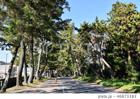 御油の松並木 46873383