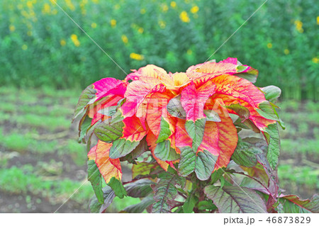 鮮やかなハゲイトウの花 46873829