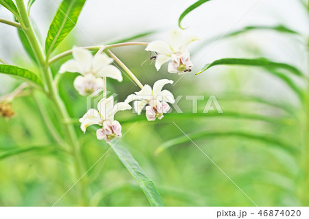 フウセントウワタの花 46874020