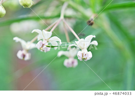 フウセントウワタの花 46874033