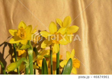 パッと明るいミニ水仙、冬の黄色い花、和風イメージ素材 パッと明るいミニ水仙、冬の黄色い花、和風イメージ素材 46874961
