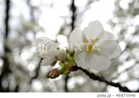 御室桜 御室桜 46875046
