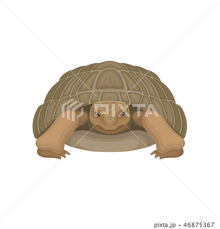 Large Turtle Tortoise Reptile Animal Front のイラスト素材