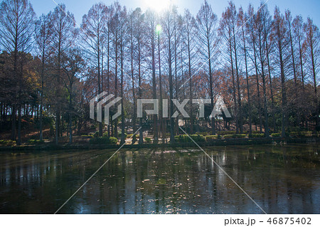 上尾丸山公園　冬景色　上尾市 46875402