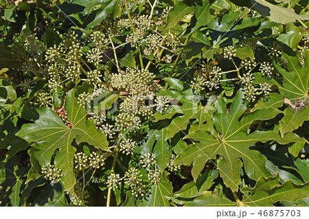 ヤツデの若い実 46875703