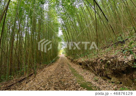 林 森 樹林 46876129