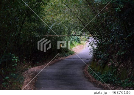 林 森 樹林 46876136