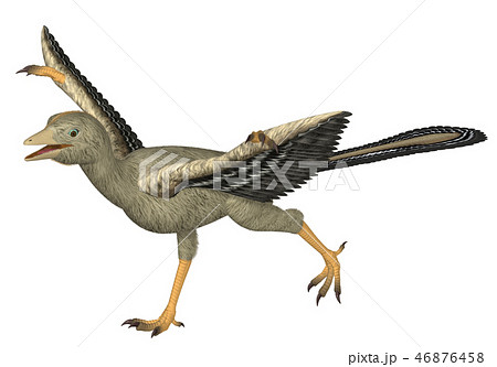 アーケオプテリクス 始祖鳥のイラスト素材