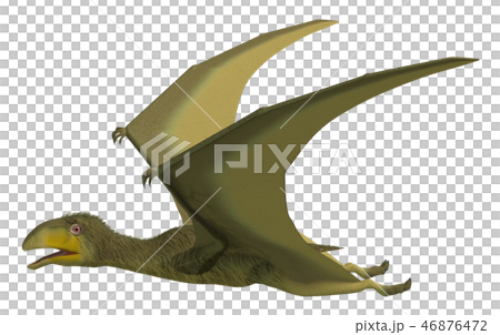 翼龍:Anurognatus 翼龍:Anurognatus 46876472