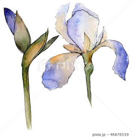 Purple iris floral botanical flower. Watercolor background illustration set. Isolated iris 46876539