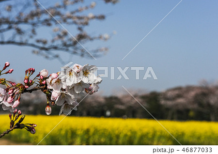 宇部市常盤公園の桜と菜の花の写真素材