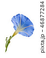 Blue ipomoea "Morning glory" isolated on white 46877284
