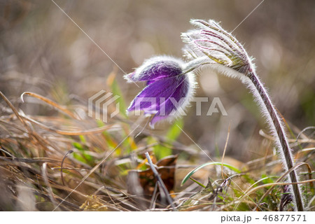 Spring flowers wild Pulsatilla pratensis Spring flowers wild Pulsatilla pratensis 46877571