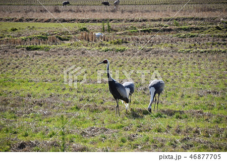 ツル渡来 46877705