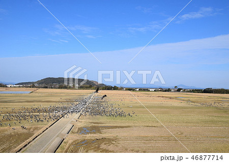 ツル渡来 46877714