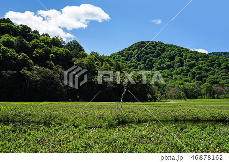 尾瀬の風景（6月） 46878162
