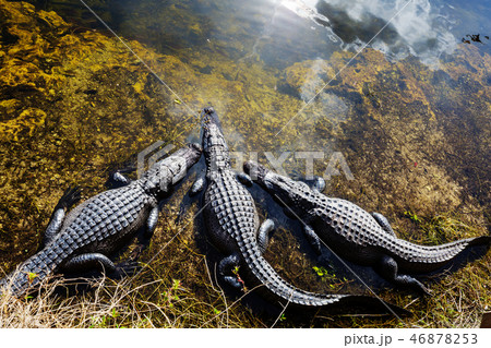 Alligator Alligator 46878253