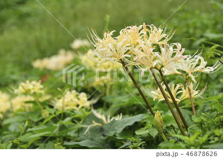 黄色いヒガンバナ 黄色いヒガンバナ 46878626