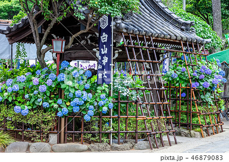 東京 白山神社の紫陽花 東京 白山神社の紫陽花 46879083