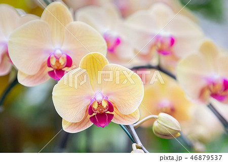 Orchid flower in garden at winter or spring day. Orchid flower in garden at winter or spring day. 46879537
