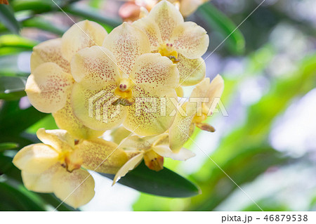 Orchid flower in garden at winter or spring day. 46879538