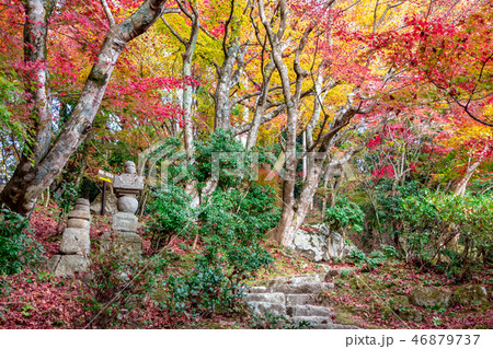 百済寺境内の石灯籠と紅葉 46879737