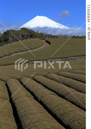 富士山 茶畑 世界遺産 静岡県 富士山 茶畑 世界遺産 静岡県 46880911