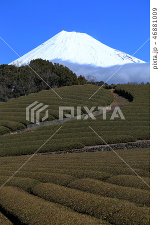 富士山 茶畑 世界遺産 静岡県 富士山 茶畑 世界遺産 静岡県 46881009