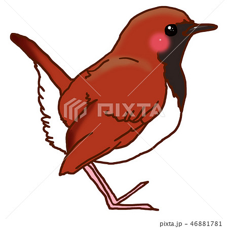 赤い鳥アカヒゲのイラスト素材