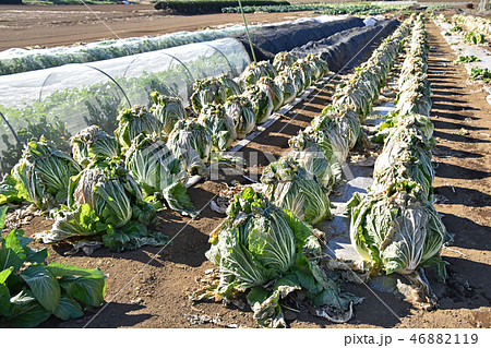 白菜畑 46882119