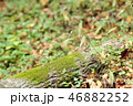 木とコケ 46882252