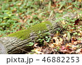 木とコケ 46882253