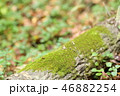 木とコケ 46882254