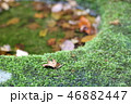 コケ 46882447