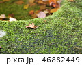 コケ 46882449
