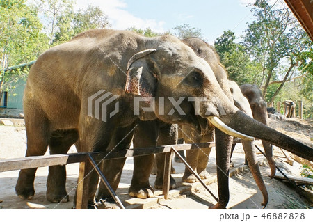 象(Elephant)、動物園(Zoo)、サファリ(Safari) 象(Elephant)、動物園(Zoo)、サファリ(Safari) 46882828