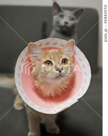 エリザベスカラーをつけた猫 エリザベスカラーをつけた猫 46884050