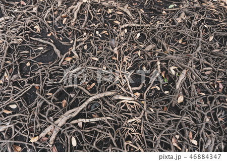 The roots of a large tree that grows bigger 46884347