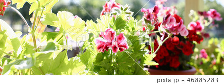 Flowers in pots on the balcony window sill window spring background Flowers in pots on the balcony window sill window spring background 46885283