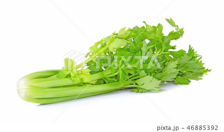 celery isolated on white background celery isolated on white background 46885392