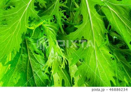 Green leaves of Japanese cabbage mizun Green leaves of Japanese cabbage mizun 46886234