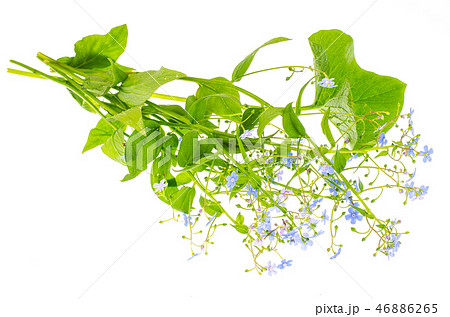 Small bouquet with blue flowers 46886265