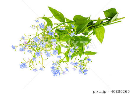 Small bouquet with blue flowers 46886266